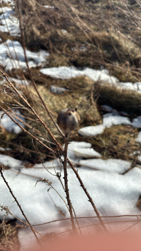 Unknown species found near E Jolly Rd, Lansing, MI, US