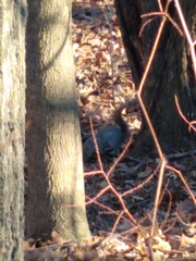 Sciurus carolinensis