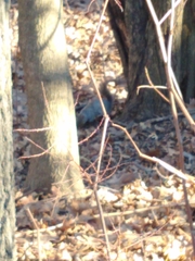 Sciurus carolinensis