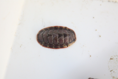 Tonicella lineata