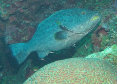 Mycteroperca venenosa