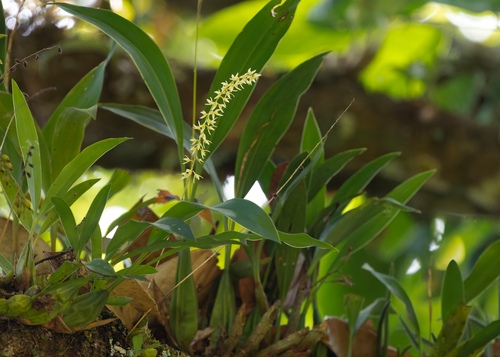 Bulbophyllum auricomum Lindl. 3