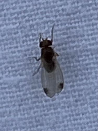 Unknown species found near Marion County, OR, USA