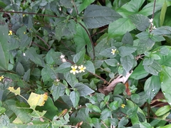 Magnoliopsida