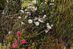 Edmondia