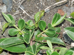 Veronica stricta macroura