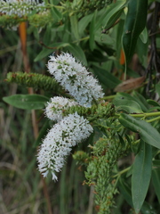 Veronica stricta macroura