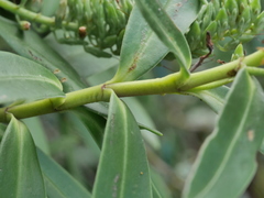 Veronica stricta macroura