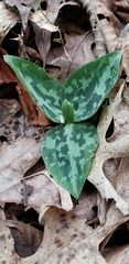 Trillium stamineum
