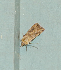 Euxoa ochrogaster