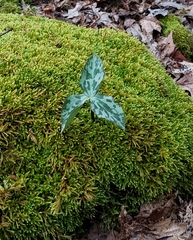 Trillium stamineum