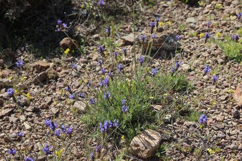 Lavandula multifida (Lavandula multifida)