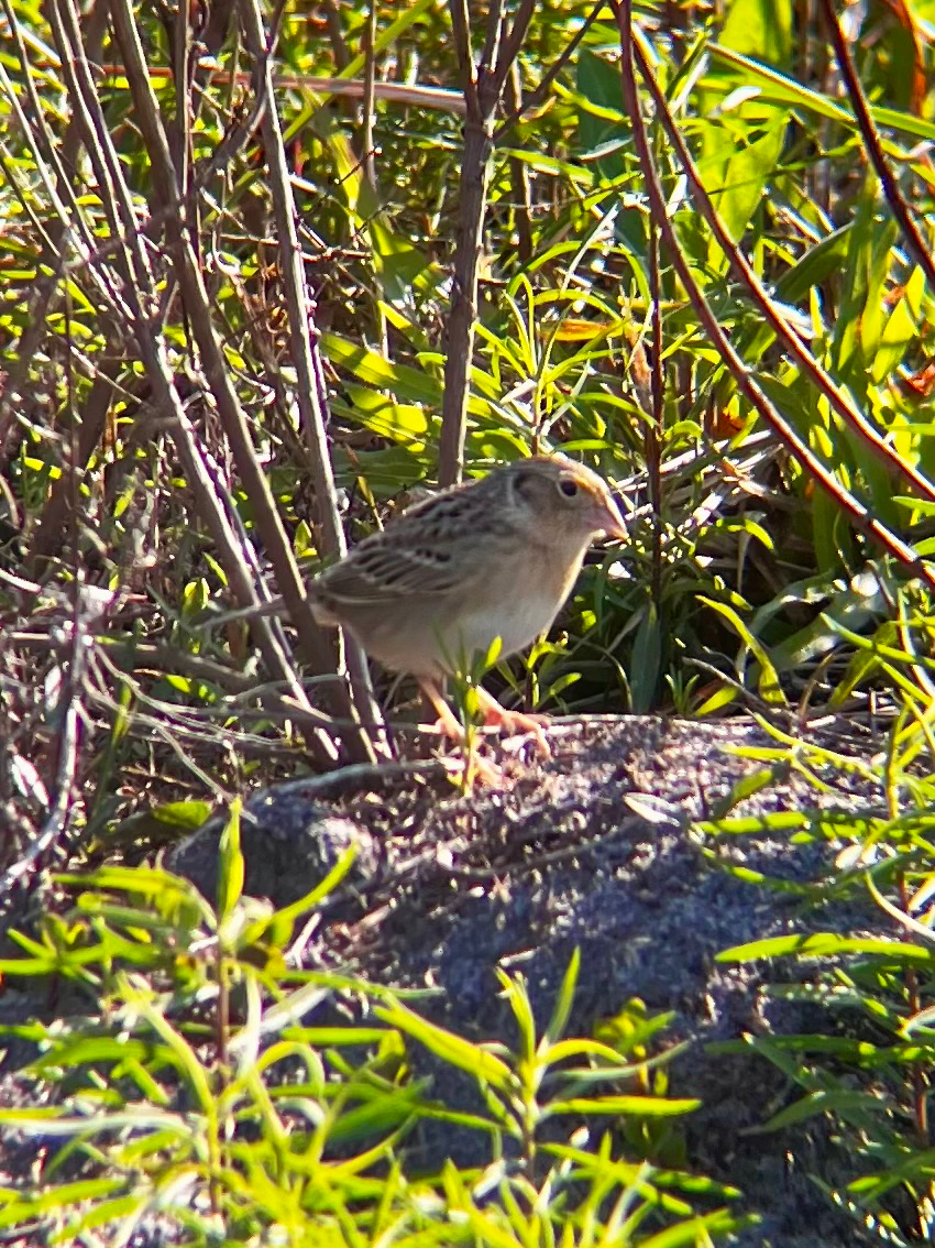 Grasshopper Sparrow (Ammodramus savannarum), photo 3