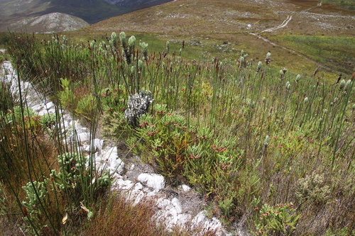Image of Berzelia squarrosa by (c) Tony Rebelo, some rights reserved (CC BY-SA)