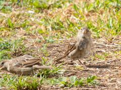 Passer domesticus