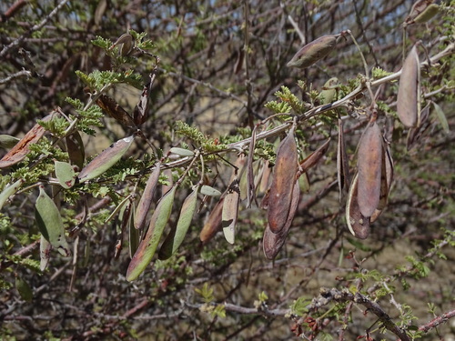 Vachellia reficiens