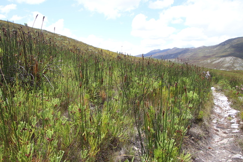 Image of Berzelia squarrosa by (c) Tony Rebelo, some rights reserved (CC BY-SA)