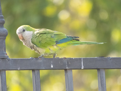 Myiopsitta monachus