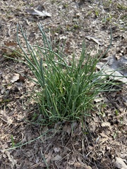 Allium