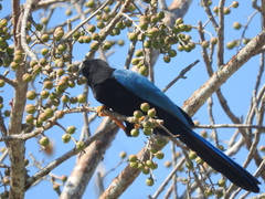 Cyanocorax yucatanicus