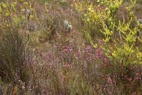 Image of Erica longiaristata by (c) Tony Rebelo, some rights reserved (CC BY-SA)