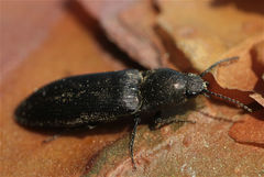 Cidnopus aeruginosus