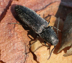Cidnopus aeruginosus