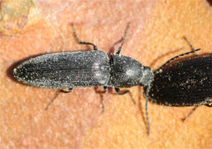 Cidnopus aeruginosus