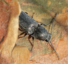 Cidnopus aeruginosus