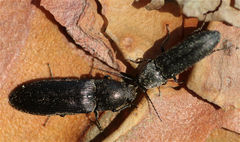 Cidnopus aeruginosus