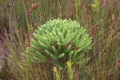 Berzelia squarrosa