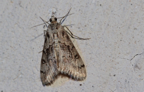 Cornifrons ulceratalis