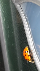 Harmonia axyridis