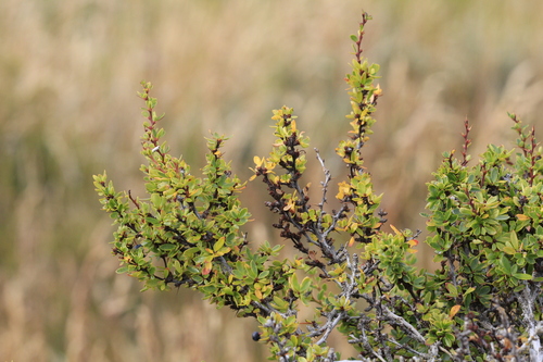 Box-Leaved Barberry (Berberis microphylla)