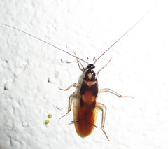 Supella dimidiata
