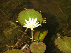 Nymphaea ampla