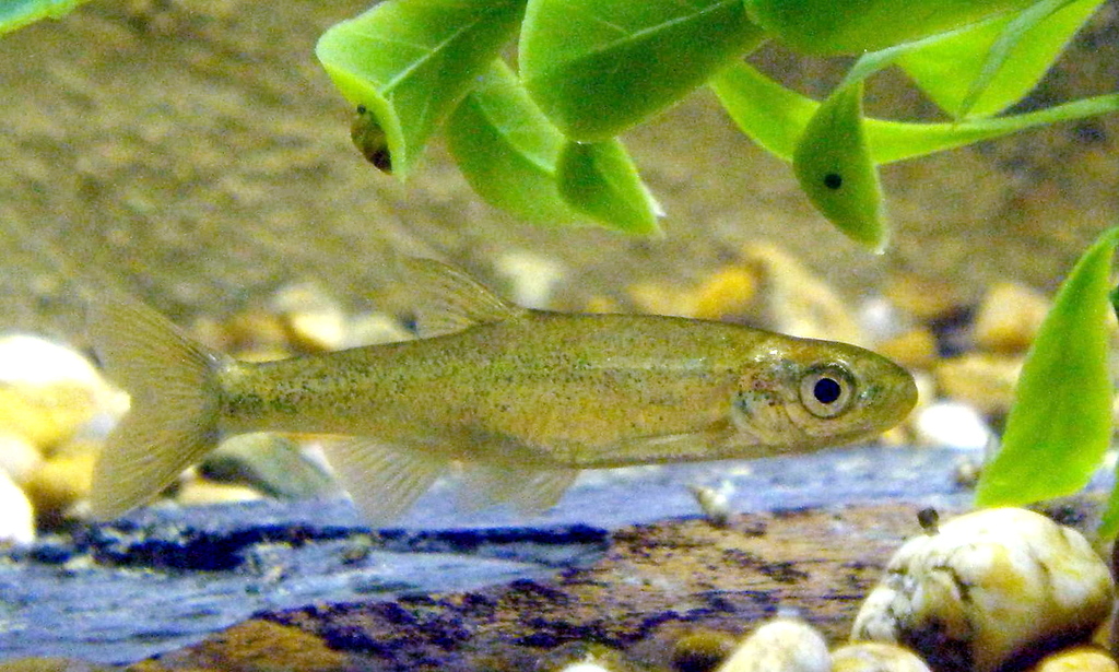 Iberian Minnowcarp