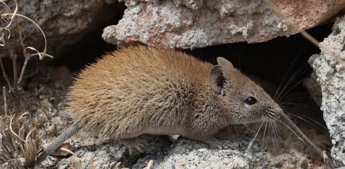 Golden Spiny Mouse