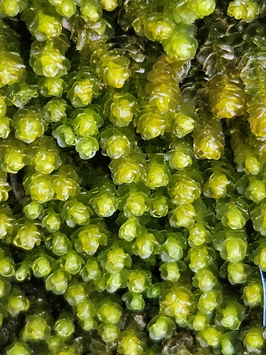 Notched Rustwort (Marsupella emarginata)