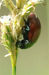 Chrysolina polita