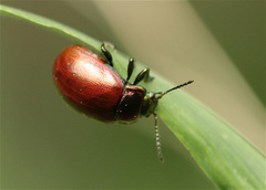 Chrysolina polita