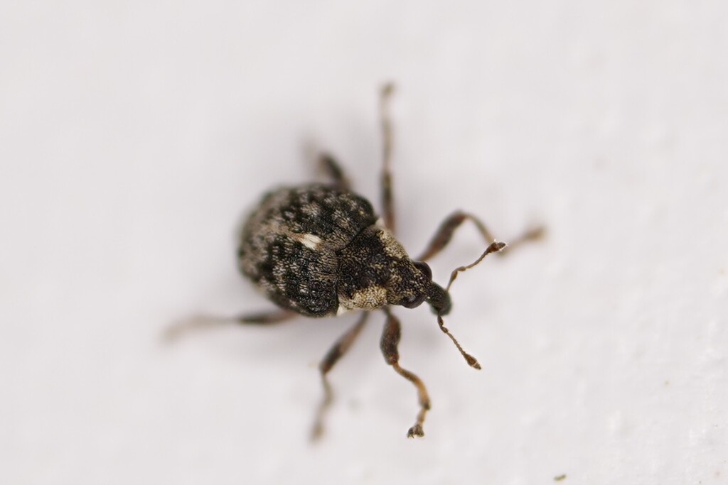 Pelenomus sulcicollis