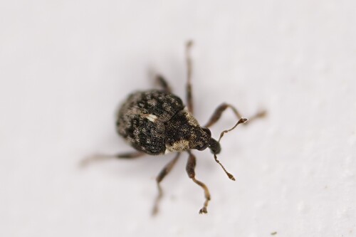 Pelenomus sulcicollis