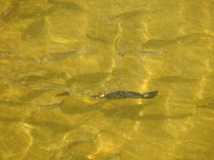 Poecilia mexicana