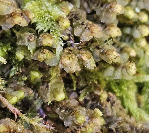 Grove Earwort (Scapania nemorea)