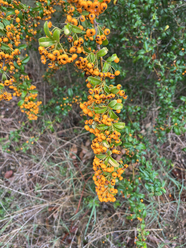 Himalayan firethorn