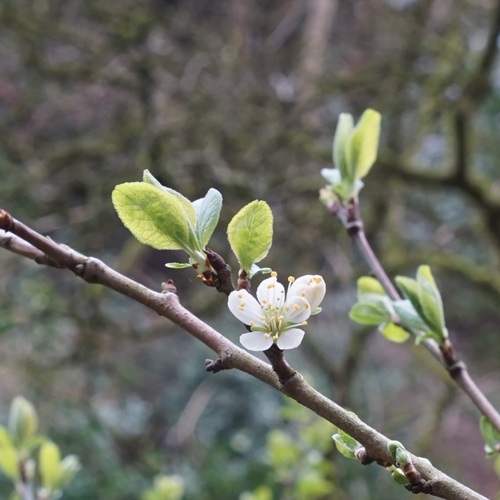 Wild plum