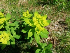Euphorbia hyberna