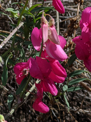 Lathyrus splendens
