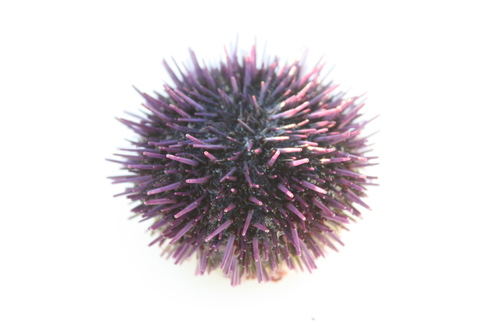 Strongylocentrotus purpuratus